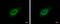 La Ribonucleoprotein Domain Family Member 1 antibody, GTX120884, GeneTex, Immunofluorescence image 