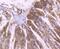 Erk1 antibody, NBP2-67373, Novus Biologicals, Immunohistochemistry paraffin image 