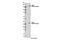 La Ribonucleoprotein Domain Family Member 1 antibody, 14763S, Cell Signaling Technology, Western Blot image 