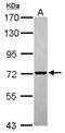 Phosphoglucomutase 2 antibody, NBP2-19787, Novus Biologicals, Western Blot image 