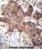 Growth Differentiation Factor 9 antibody, abx026638, Abbexa, Immunohistochemistry paraffin image 