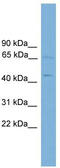 Forkhead Box D4 antibody, TA342520, Origene, Western Blot image 