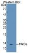 Interleukin 17F antibody, LS-C302641, Lifespan Biosciences, Western Blot image 