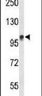 DEAD-Box Helicase 23 antibody, PA5-24792, Invitrogen Antibodies, Western Blot image 