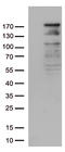 NEDD4 E3 Ubiquitin Protein Ligase antibody, LS-C796419, Lifespan Biosciences, Western Blot image 