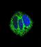 Retinoic Acid Receptor Alpha antibody, LS-C162444, Lifespan Biosciences, Immunofluorescence image 