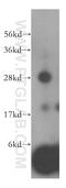 Translocase Of Inner Mitochondrial Membrane 21 antibody, 16641-1-AP, Proteintech Group, Western Blot image 