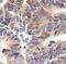 Eukaryotic Translation Initiation Factor 2 Subunit Alpha antibody, MA5-15133, Invitrogen Antibodies, Immunohistochemistry frozen image 