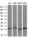 Latexin antibody, MA5-25742, Invitrogen Antibodies, Western Blot image 