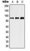 Heat Shock Protein 90 Alpha Family Class B Member 1 antibody, orb216131, Biorbyt, Western Blot image 