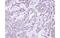 Glucosidase II Alpha Subunit antibody, MBS835785, MyBioSource, Immunohistochemistry paraffin image 