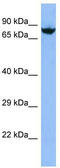 DEAH-Box Helicase 40 antibody, TA331740, Origene, Western Blot image 