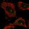 Nudix Hydrolase 17 antibody, HPA030145, Atlas Antibodies, Immunofluorescence image 
