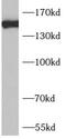 Aquarius Intron-Binding Spliceosomal Factor antibody, FNab00520, FineTest, Western Blot image 