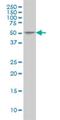 Inhibitor Of Growth Family Member 3 antibody, H00054556-M02, Novus Biologicals, Western Blot image 