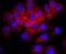  antibody, NBP2-67282, Novus Biologicals, Immunocytochemistry image 
