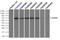 Checkpoint Kinase 2 antibody, LS-C114492, Lifespan Biosciences, Immunoprecipitation image 
