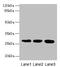 KH Domain Containing 1 antibody, CSB-PA709298LA01HU, Cusabio, Western Blot image 