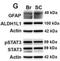 Beta-Actin antibody, NB600-501, Novus Biologicals, Western Blot image 