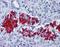 G Protein Subunit Alpha I1 antibody, orb88276, Biorbyt, Immunohistochemistry paraffin image 