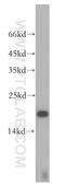 Ubiquitin Conjugating Enzyme E2 L3 antibody, 14415-1-AP, Proteintech Group, Western Blot image 