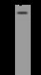 Calnexin antibody, 102109-T36, Sino Biological, Western Blot image 