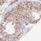 Nucleoporin 50 antibody, NBP2-13683, Novus Biologicals, Immunohistochemistry frozen image 