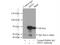 Glycerol-3-phosphate dehydrogenase, mitochondrial antibody, 17219-1-AP, Proteintech Group, Immunoprecipitation image 