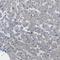 Erb-B2 Receptor Tyrosine Kinase 4 antibody, HPA012016, Atlas Antibodies, Immunohistochemistry frozen image 