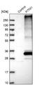 Fat Storage Inducing Transmembrane Protein 1 antibody, NBP1-84679, Novus Biologicals, Western Blot image 