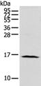 Nudix Hydrolase 10 antibody, PA5-51322, Invitrogen Antibodies, Western Blot image 