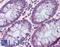 Vasoactive Intestinal Peptide antibody, LS-B3634, Lifespan Biosciences, Immunohistochemistry frozen image 