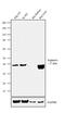 Arginase 1 antibody, 702730, Invitrogen Antibodies, Western Blot image 