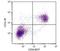 Thy-1 Cell Surface Antigen antibody, NBP1-28031, Novus Biologicals, Flow Cytometry image 