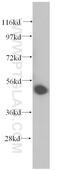 Uridine 5 -monophosphate synthase antibody, 14830-1-AP, Proteintech Group, Western Blot image 