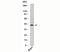 Radical S-Adenosyl Methionine Domain Containing 2 antibody, orb248143, Biorbyt, Western Blot image 