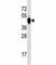 BMI1 Proto-Oncogene, Polycomb Ring Finger antibody, F53558-0.1ML, NSJ Bioreagents, Western Blot image 