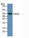 Insulin Like Growth Factor Binding Protein 2 antibody, abx131179, Abbexa, Western Blot image 