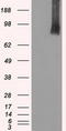 B-Raf Proto-Oncogene, Serine/Threonine Kinase antibody, LS-C114559, Lifespan Biosciences, Western Blot image 