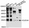 C-Type Lectin Domain Family 4 Member A antibody, MBS127145, MyBioSource, Western Blot image 