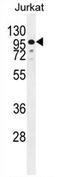 Zinc Finger Protein 841 antibody, AP54728PU-N, Origene, Western Blot image 