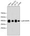 Mitogen-Activated Protein Kinase 13 antibody, 13-825, ProSci, Western Blot image 