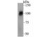 SEL1L Adaptor Subunit Of ERAD E3 Ubiquitin Ligase antibody, NBP2-76965, Novus Biologicals, Western Blot image 