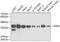 Farnesyl Diphosphate Synthase antibody, A5744, ABclonal Technology, Western Blot image 