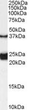 G Protein Signaling Modulator 2 antibody, 45-698, ProSci, Western Blot image 