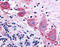 Dipeptidyl Peptidase Like 10 antibody, TA341137, Origene, Immunohistochemistry frozen image 