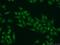 SPT7 Like, STAGA Complex Gamma Subunit antibody, 25606-1-AP, Proteintech Group, Immunofluorescence image 