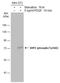 Protein Tyrosine Phosphatase Non-Receptor Type 11 antibody, GTX133983, GeneTex, Western Blot image 