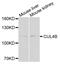 Cullin 4B antibody, abx004135, Abbexa, Western Blot image 