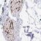 Gliomedin antibody, HPA059441, Atlas Antibodies, Immunohistochemistry paraffin image 